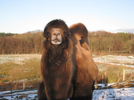 Venlig kamel, der er glad for at der er laaang tid til næste sæson.