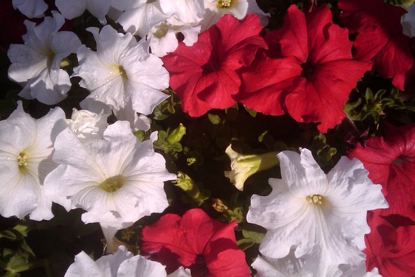 De klassiske røde og hvide petuniaer.
